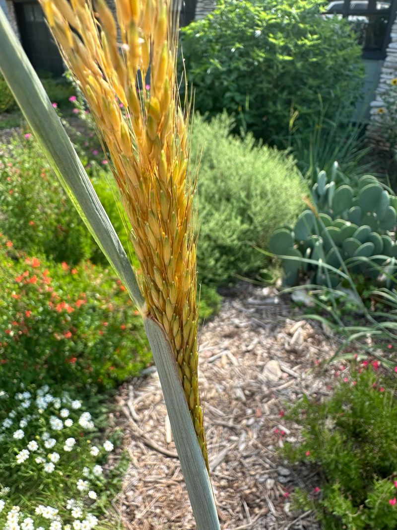 Little Bluestem Grass