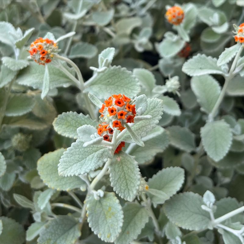 Woolly Butterfly Bush (Buddleja marrubiifolia)