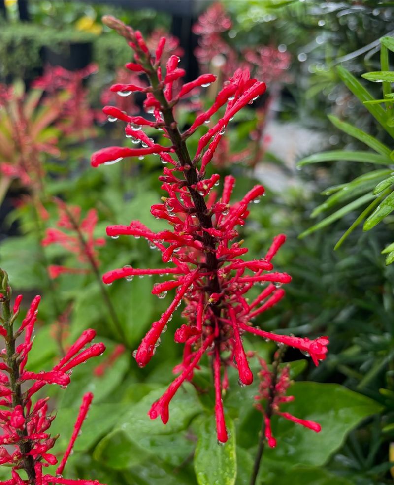 Firespike