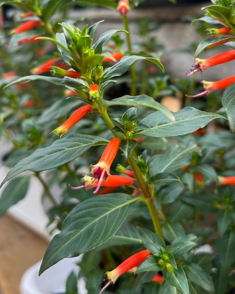Mexican Cigar Plant