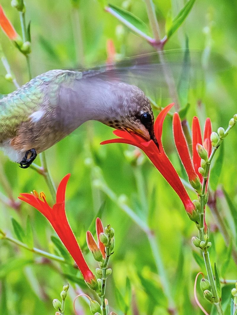 Turk's Cap: The Hat-Shaped Hummingbird Magnet