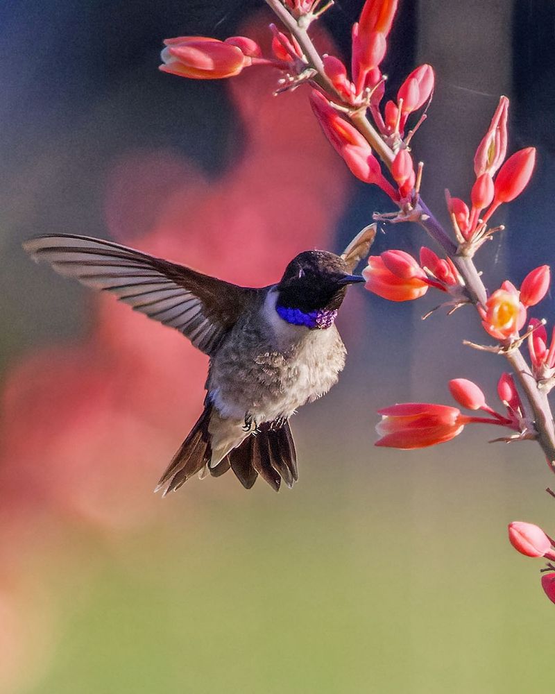 Hesperaloe's Hummingbird Highway