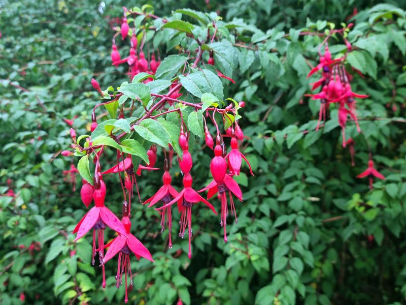 Fuchsia