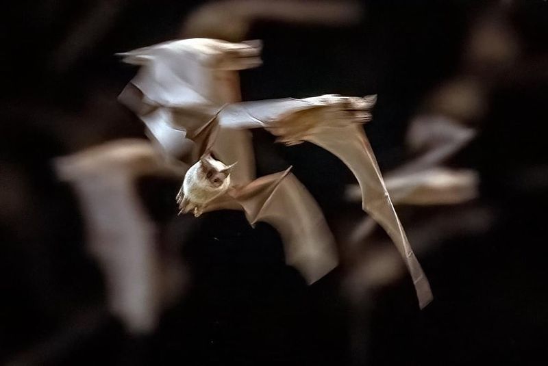 Mexican Free-tailed Bats