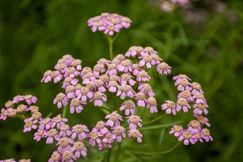 Yarrow