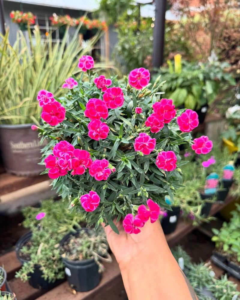Dianthus 'Firewitch'