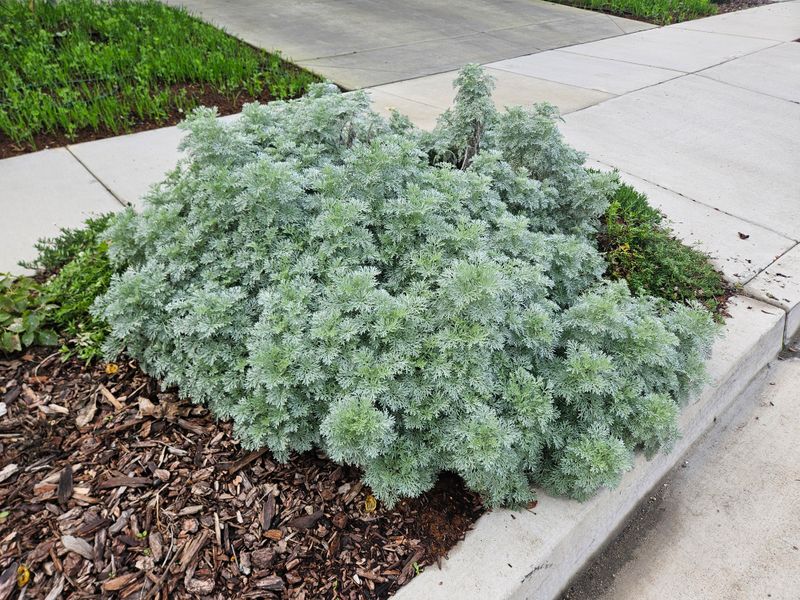 Artemisia 'Powis Castle'