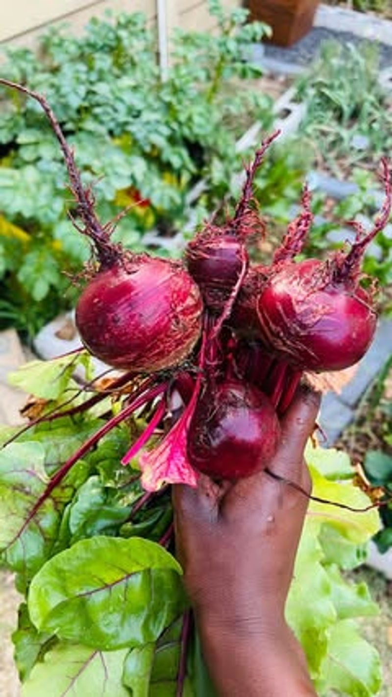 Beets