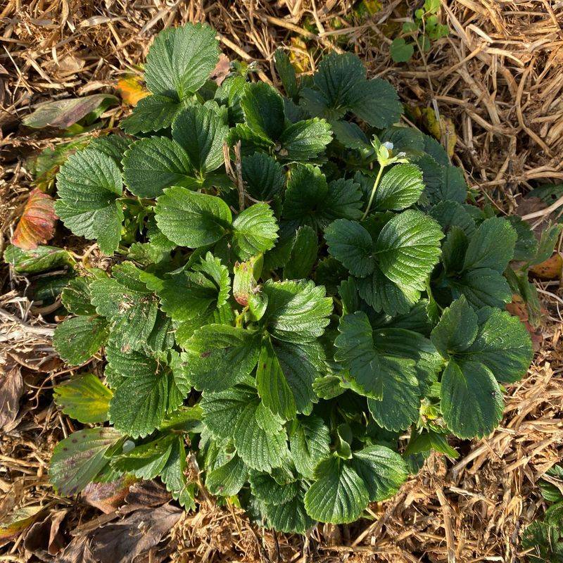 Brassicas And Strawberries