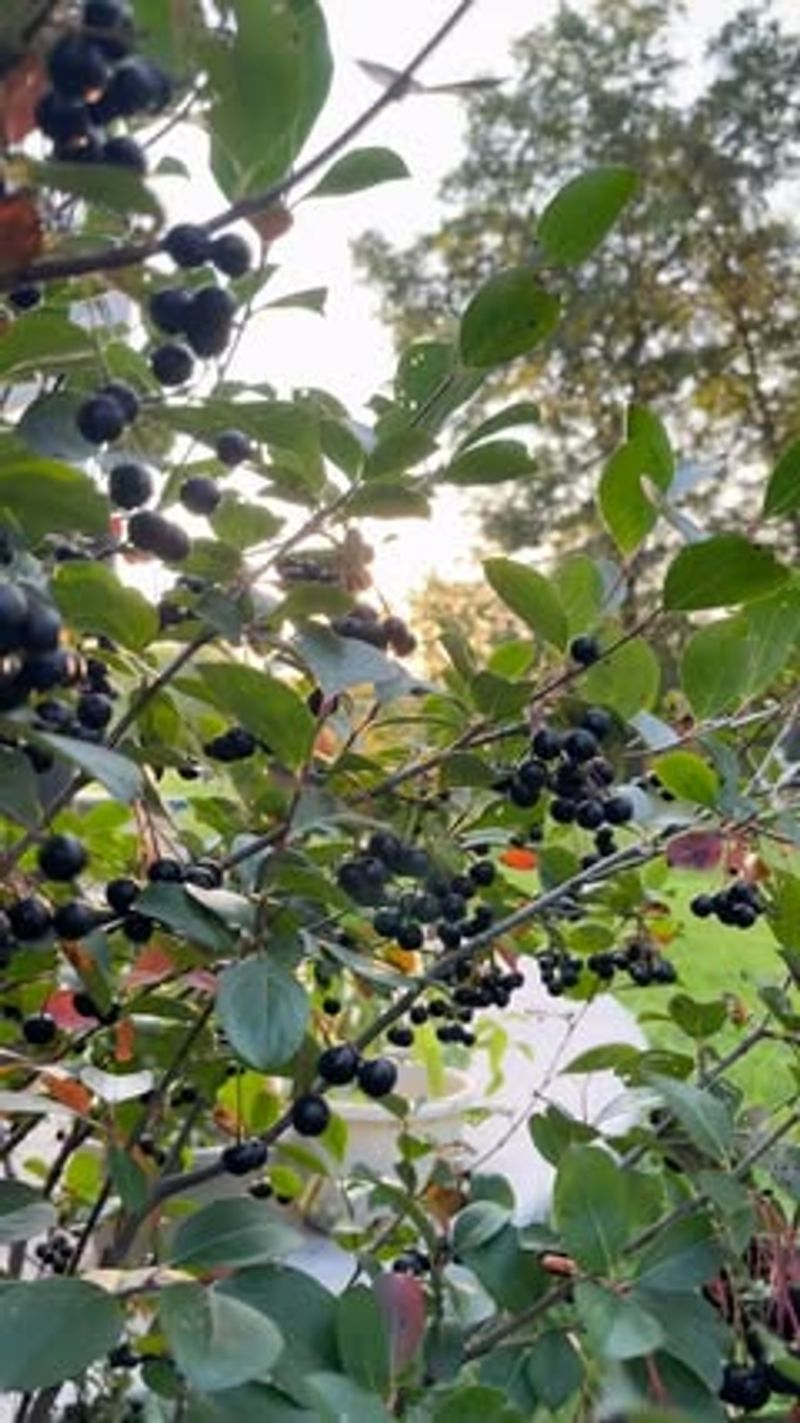 Aronia