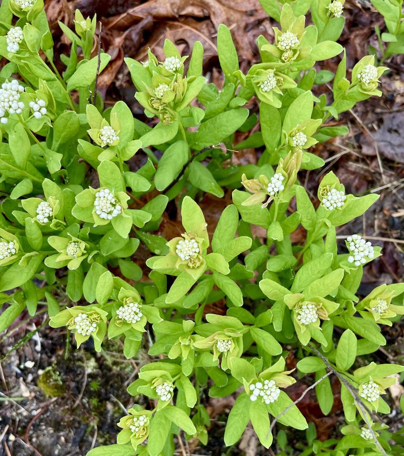 Bastard Toadflax