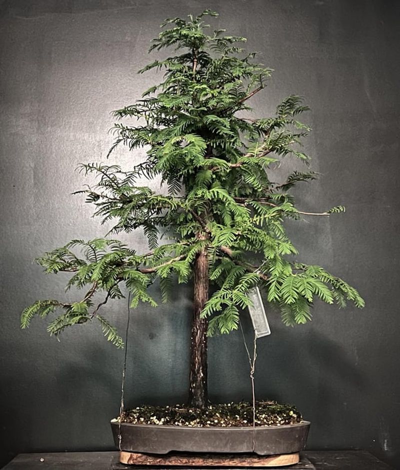 Dawn Redwood