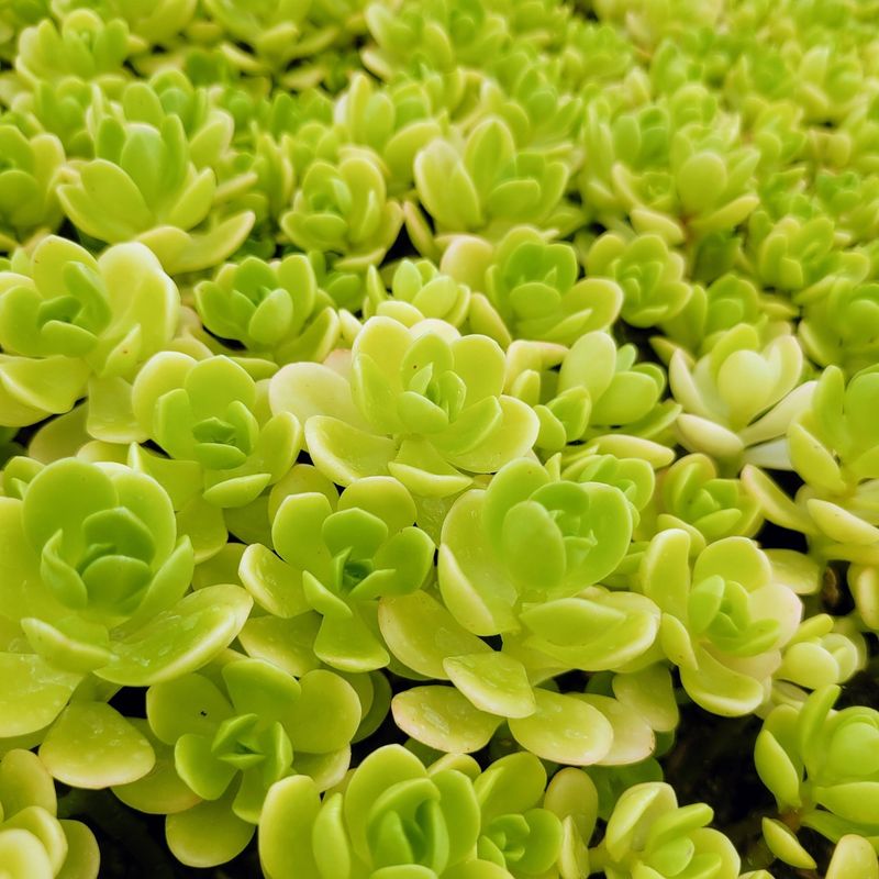 Alpine Sedum
