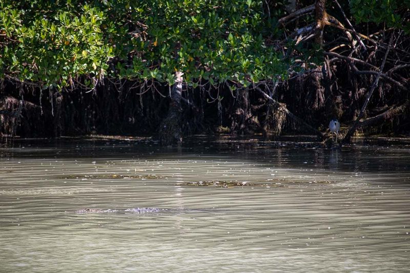 Flamingo: Buttonwood Frontier at Everglades Edge