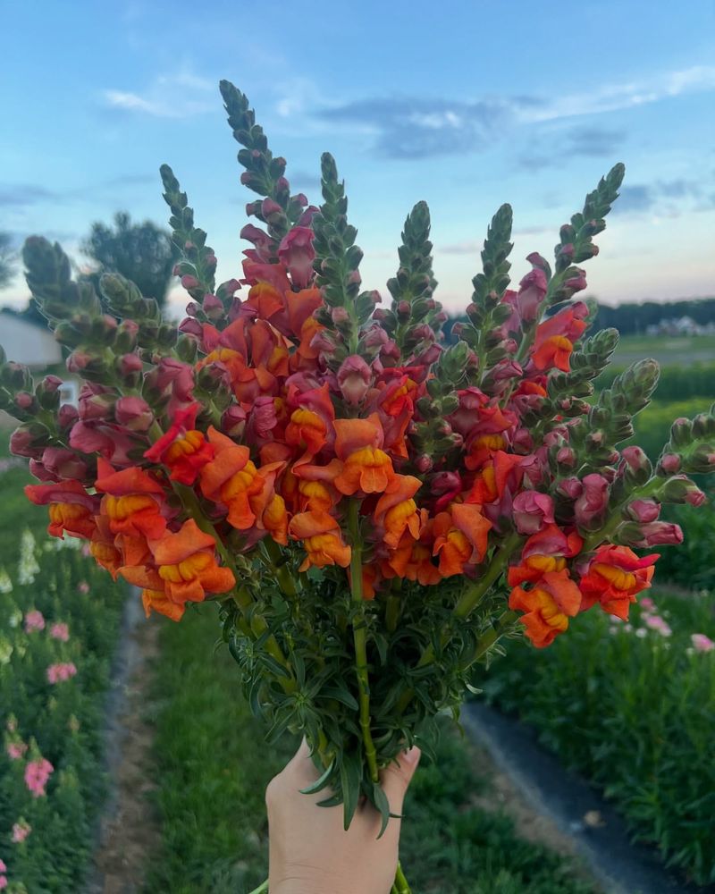 Snapdragons