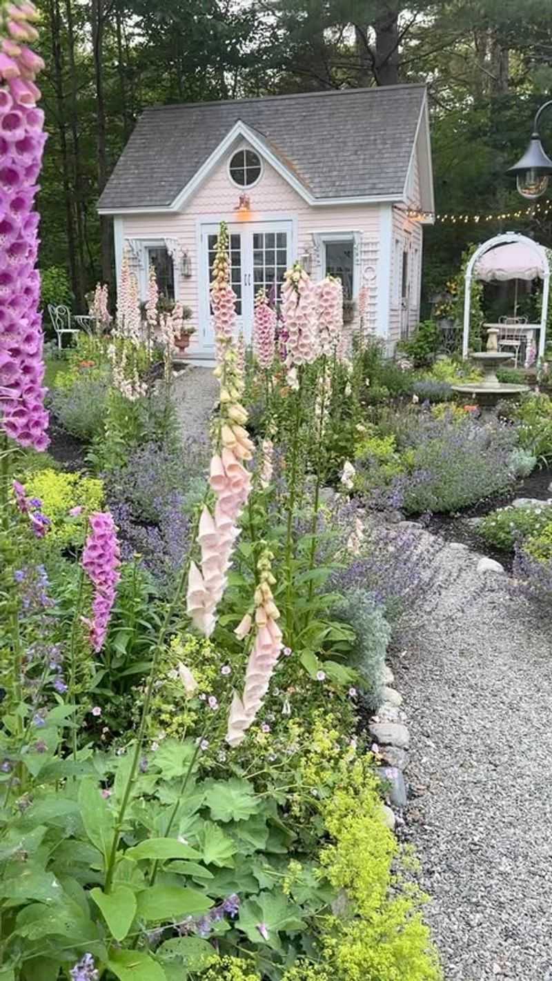Foxgloves