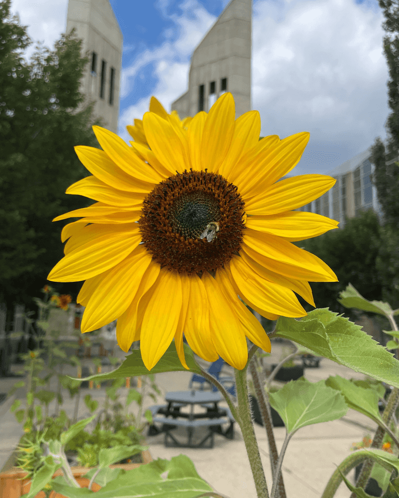 Sunflower - Pollinator Skyscraper