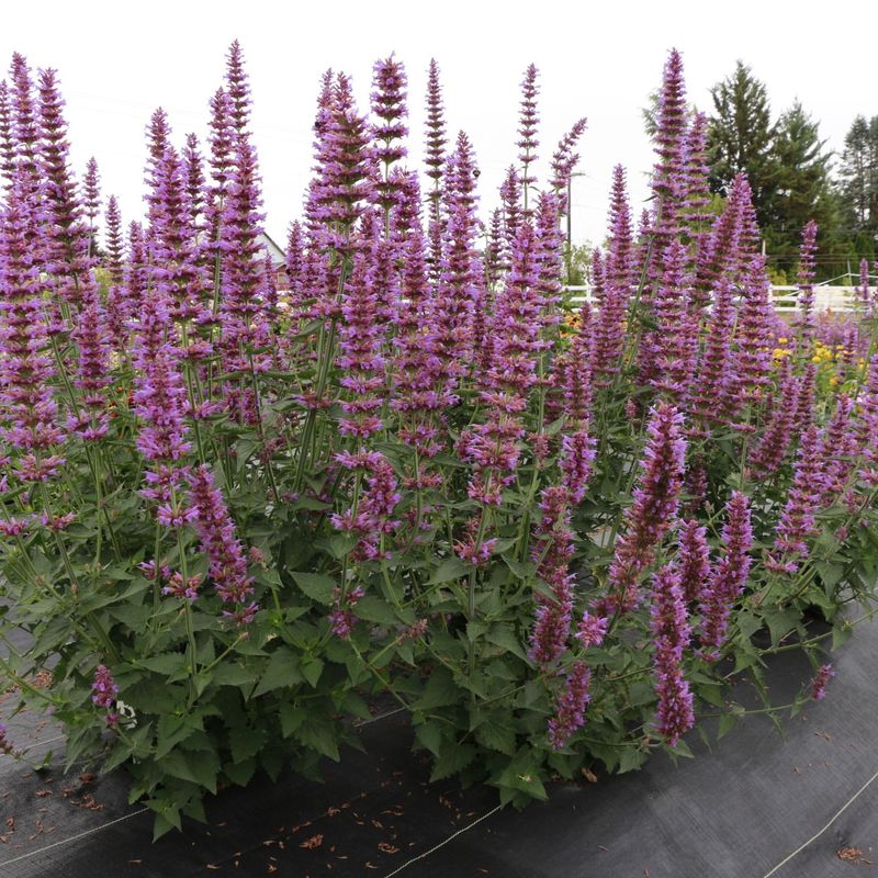 Agastache