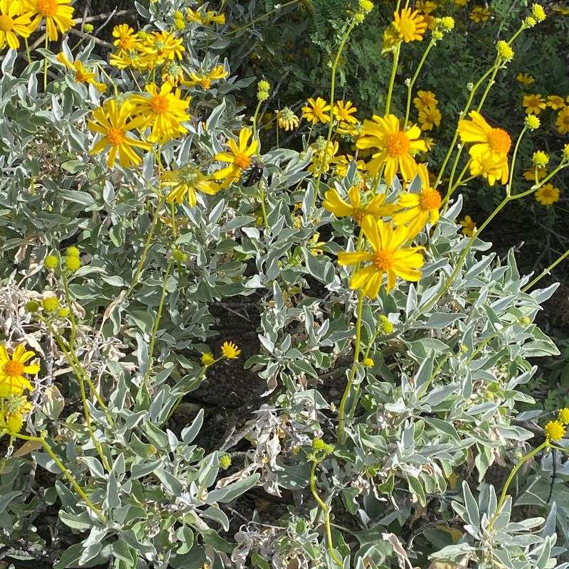 Brittlebush