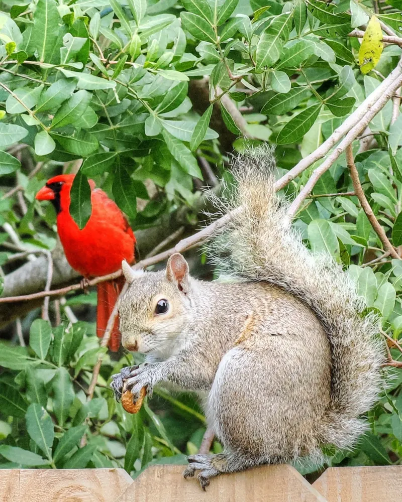 Eastern Gray Squirrels: Acrobatic Backyard Residents