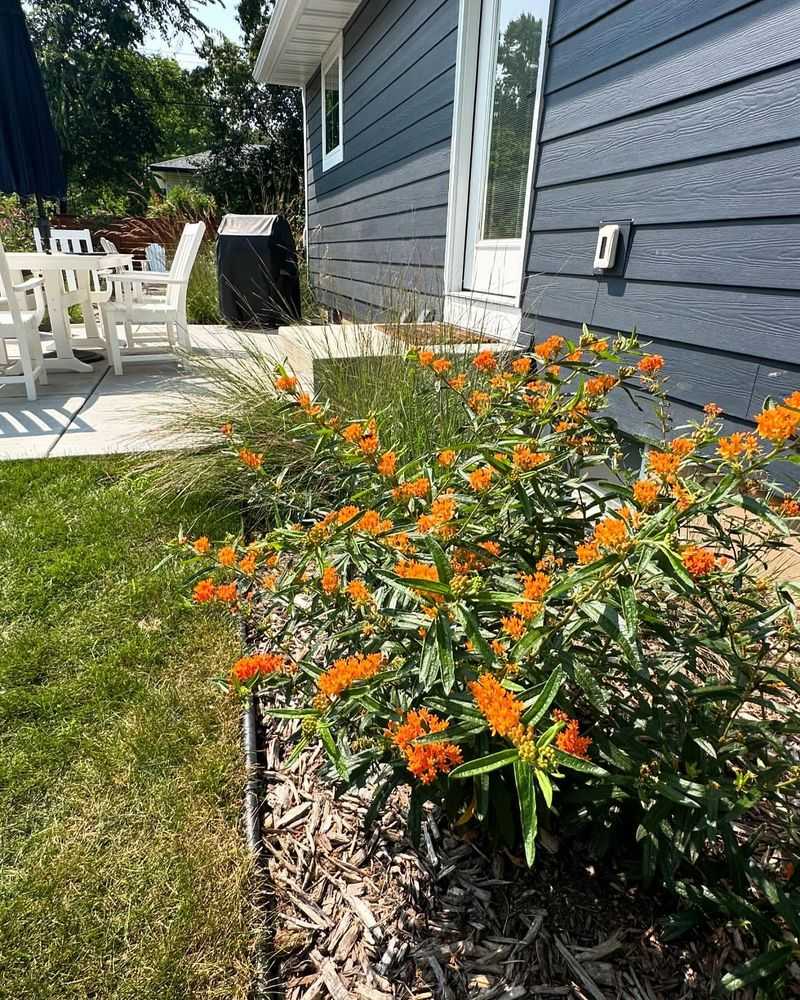 Highbush Cranberry Rows