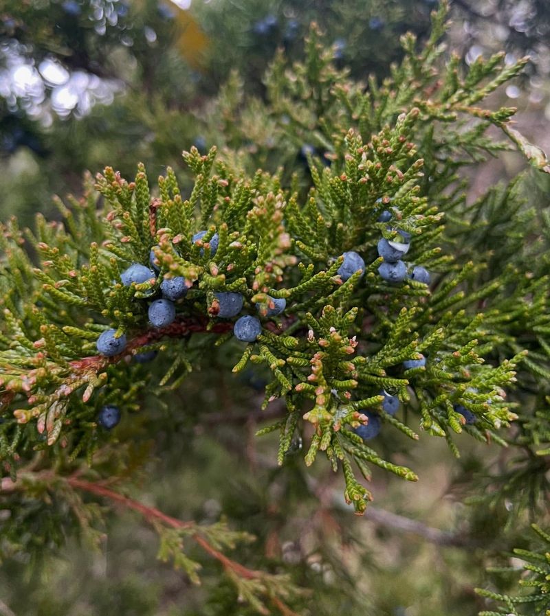 Eastern Red Cedar