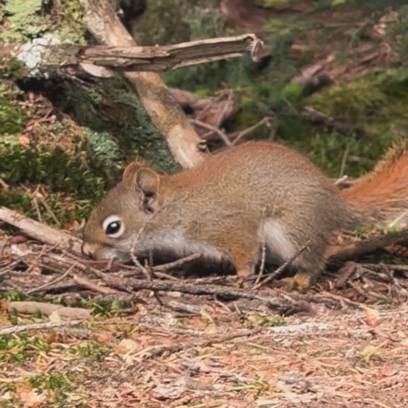 Hickory Trees For Squirrels And Chipmunks