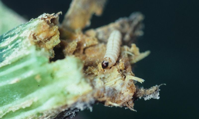 Squash Vine Borers