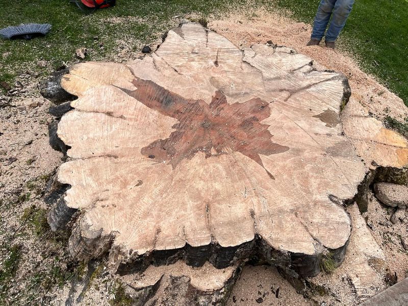 Fashion A Maple Sugaring Display