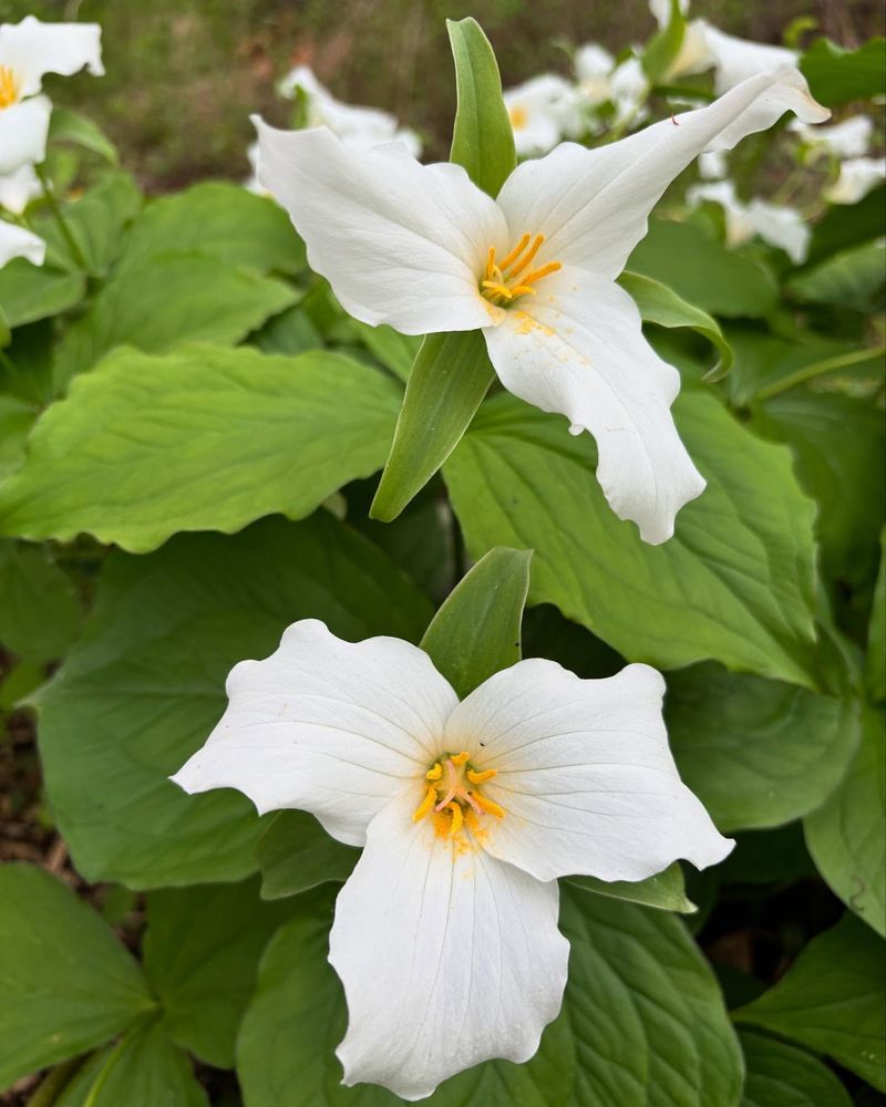 Woodland Trillium