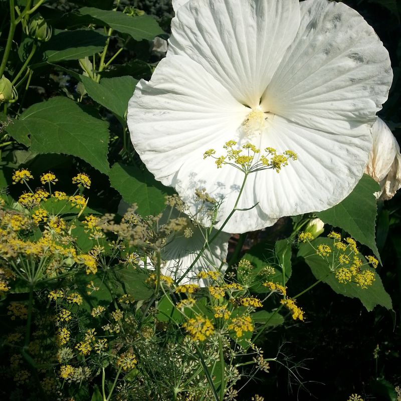 Blue River II Hibiscus