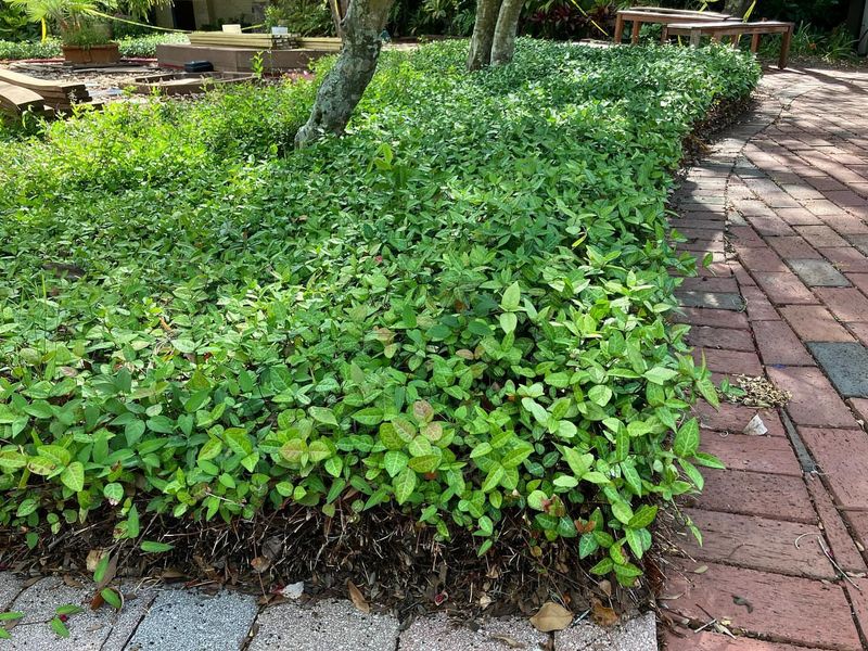 Asiatic Jasmine
