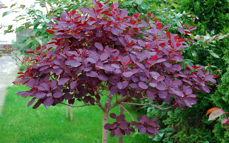 American Smoketree