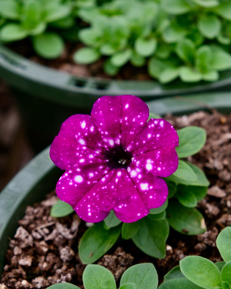 Headliner Electric Purple Petunia