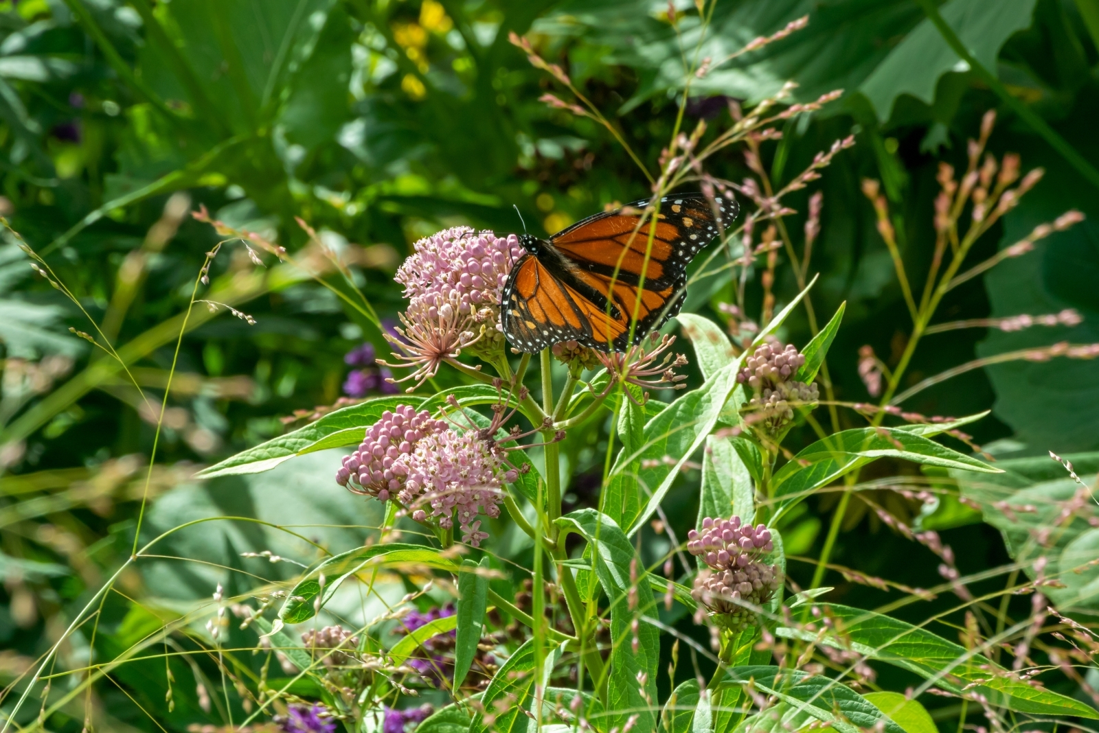 Monarch butterfly on milkweed plant (featured image)