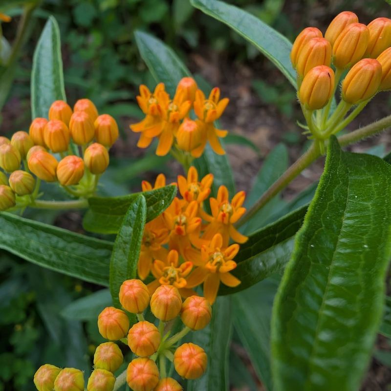 Plant Native Milkweed
