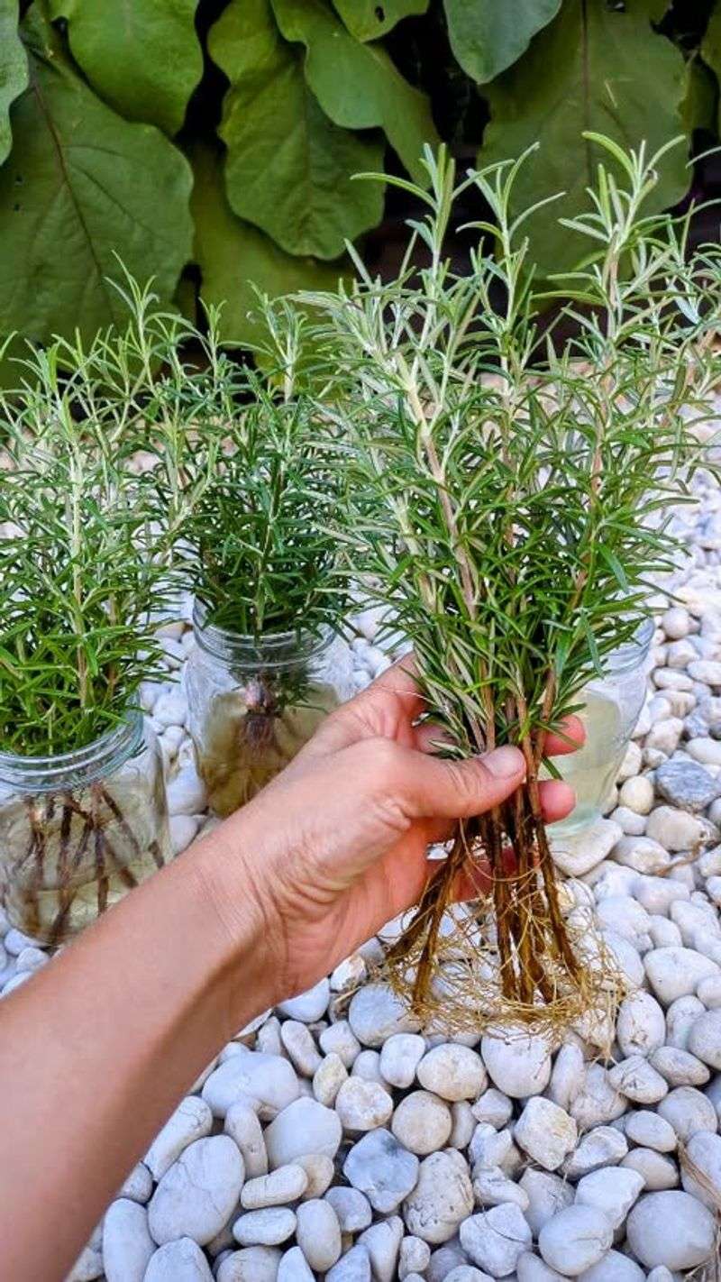 Propagate From Cuttings