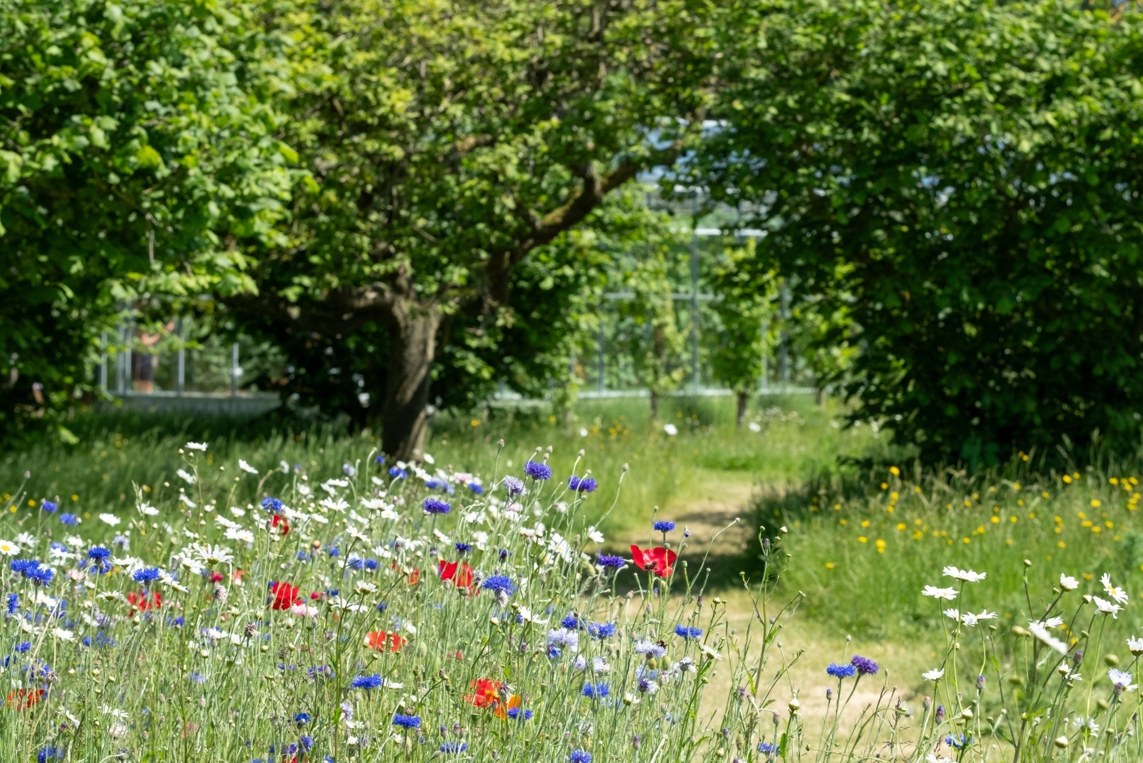 Create A Mini Meadow In Just One Corner Of Your Yard In Tennessee