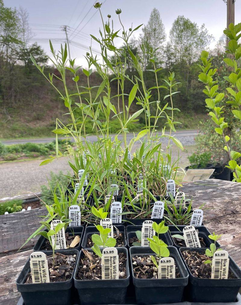 Sow Seeds Or Plant Seedlings