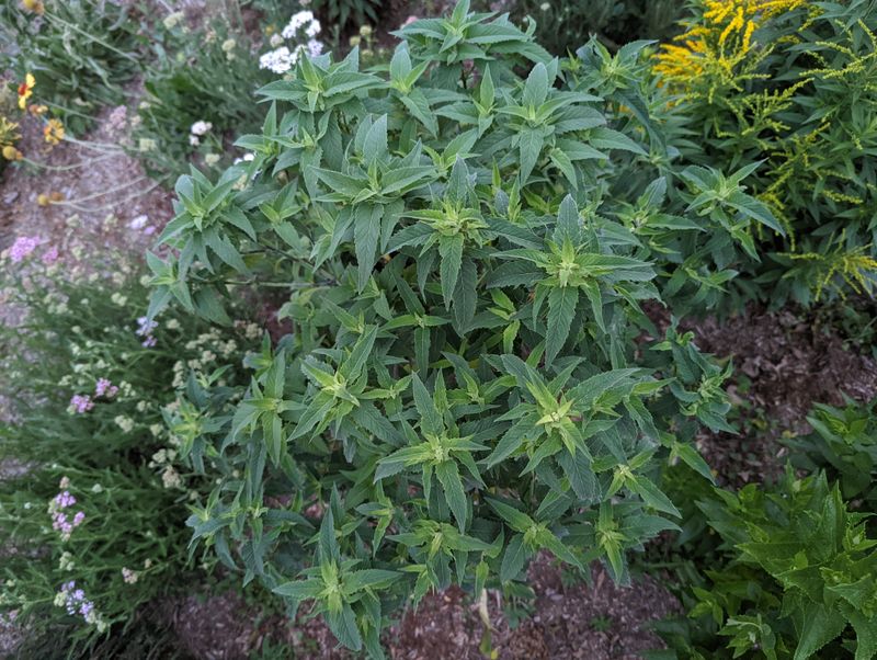 Divide Existing Perennials