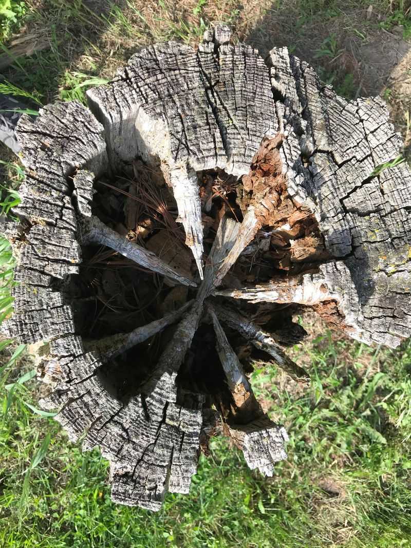 Build A Natural Wildlife Habitat