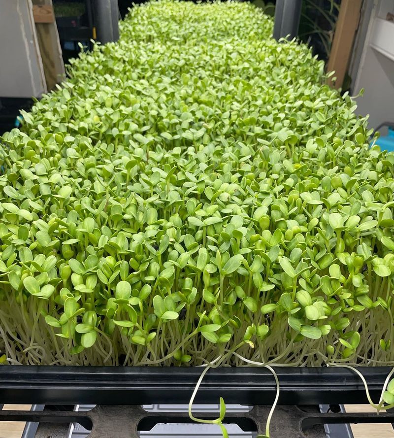 Master Microgreens