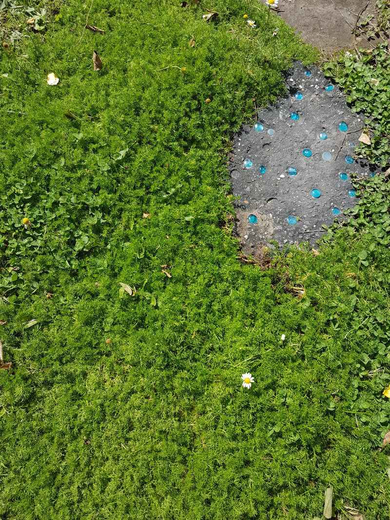 Mix Roman Chamomile For A Fragrant Carpet