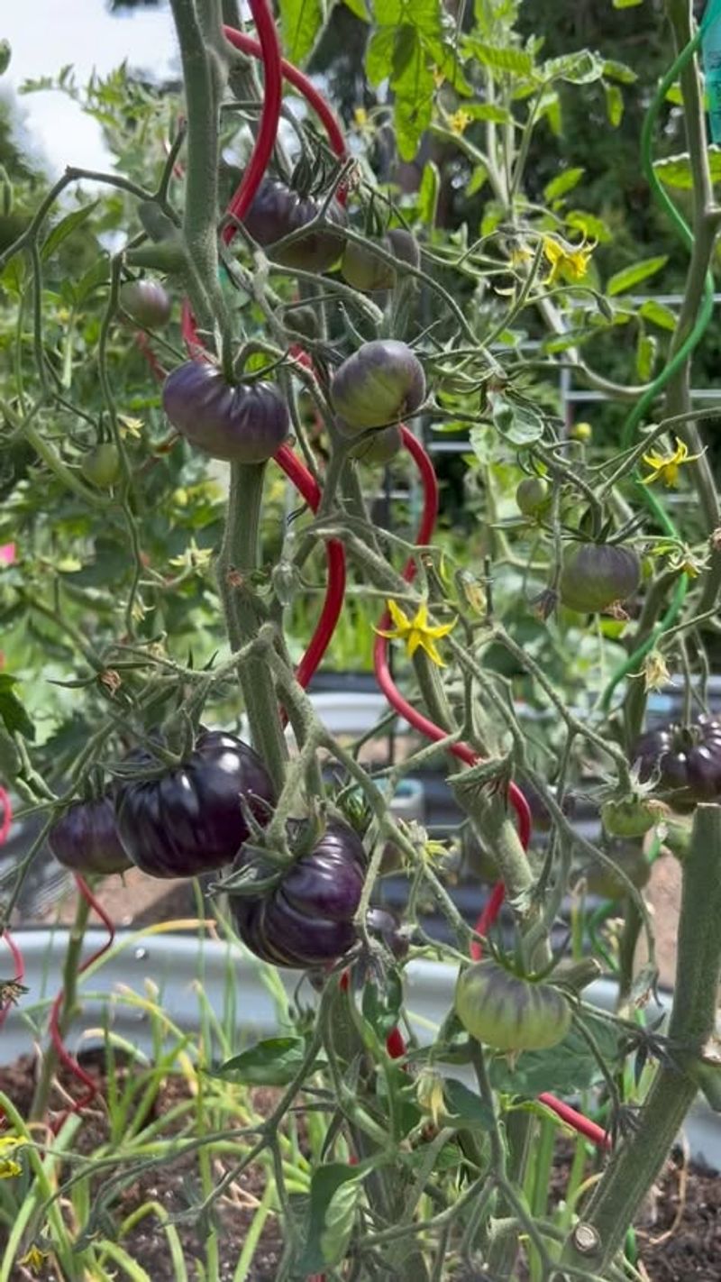 Apply Organic Fertilizers