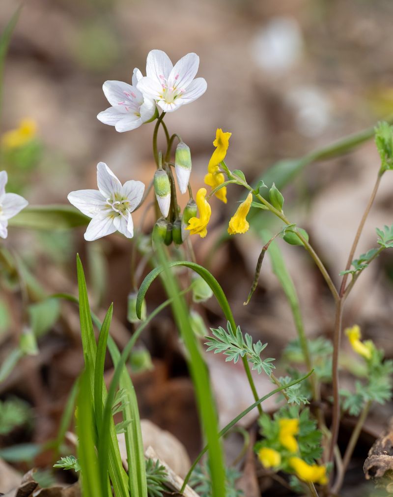 Plant Native Missouri Species