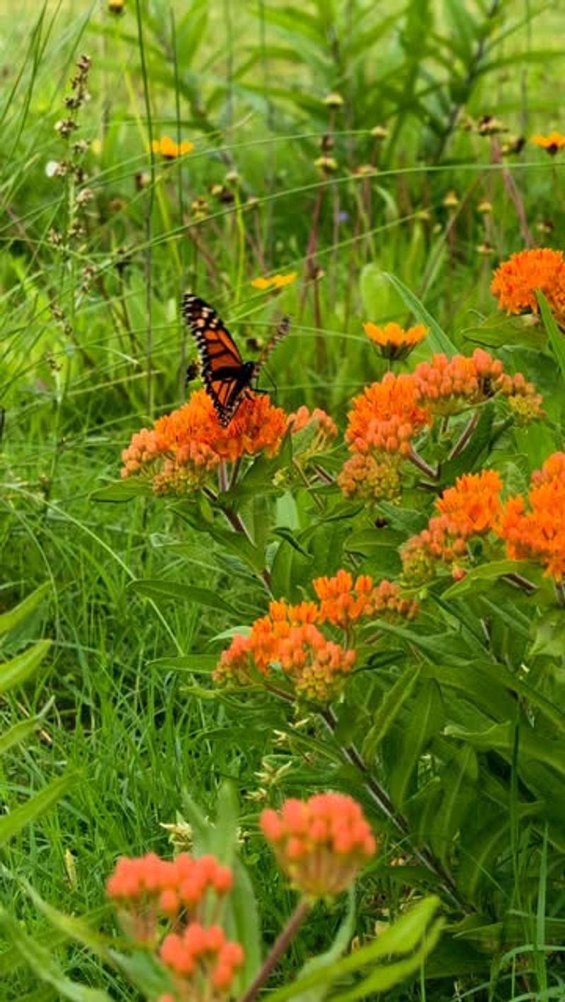Add Butterfly Host Plants