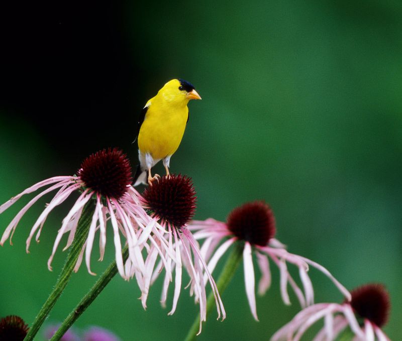 Leave Seed Heads Standing For Hungry Birds