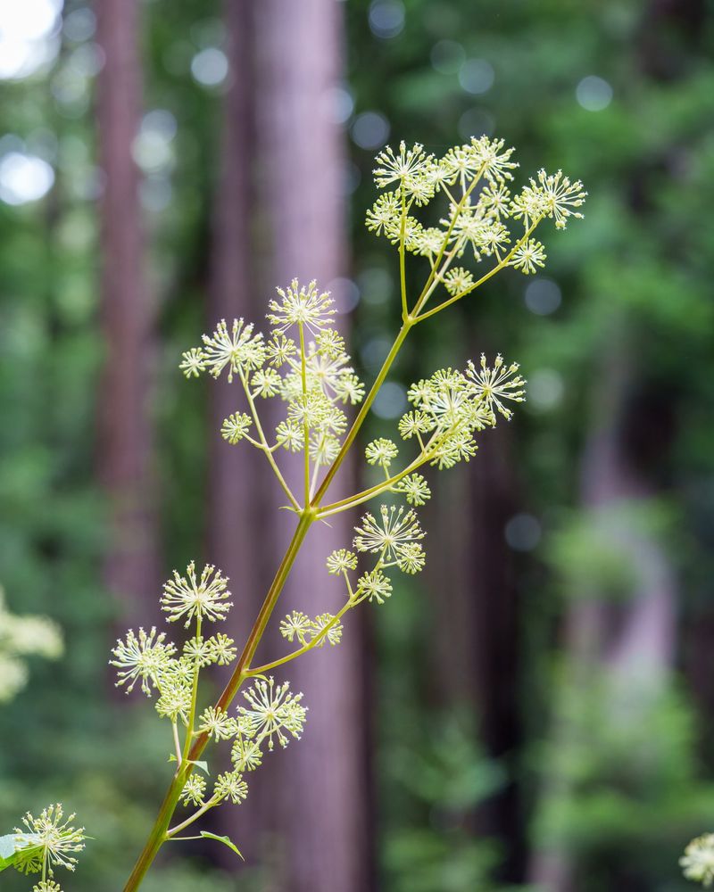 Select Plants With Different Blooming Times