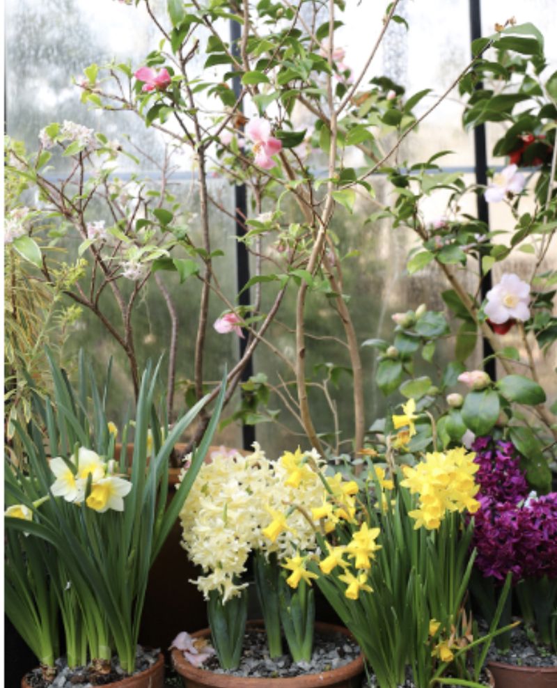Layer In Spring-Blooming Bulbs