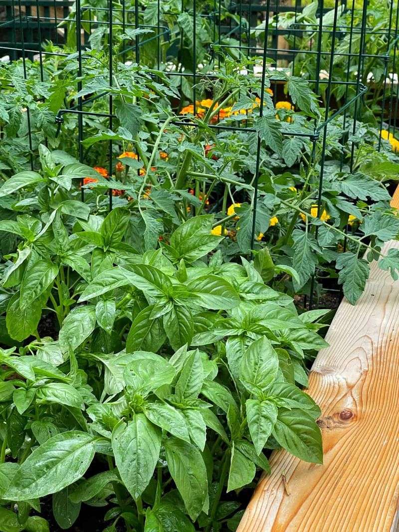 Incorporate Companion Planting Strategies